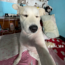 Satish