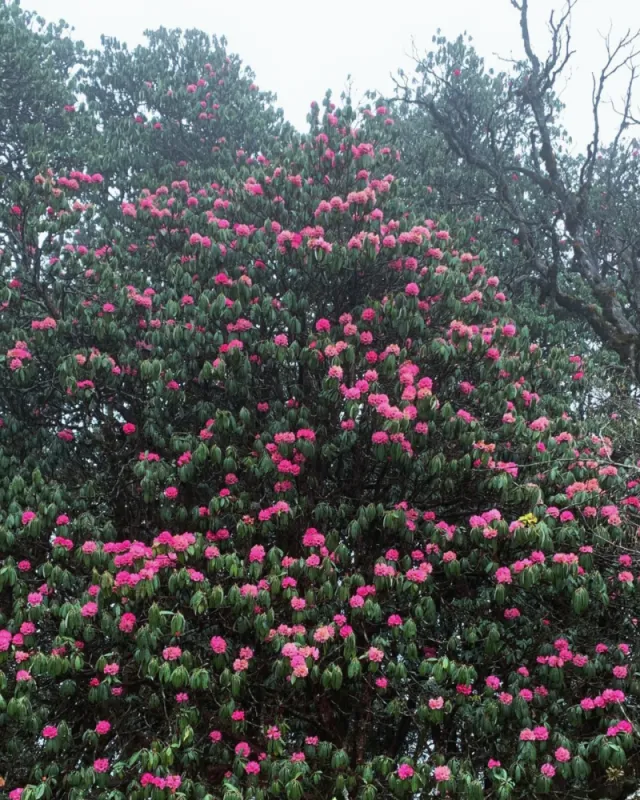 Rhododendron