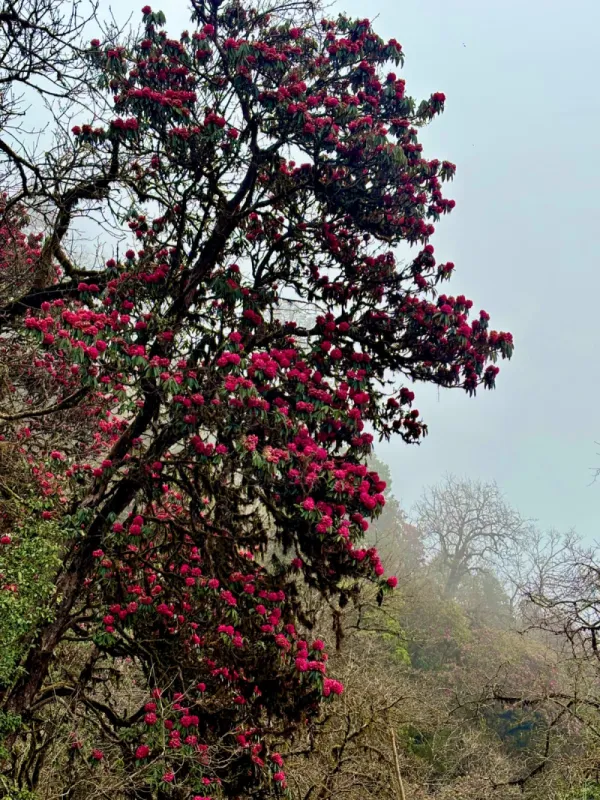 Mulde Viewpoint: Snow, Rhododendrons Near Pokhara