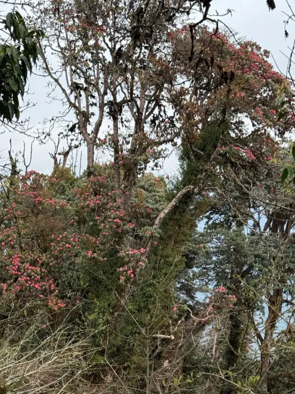 Muldai View Point in April