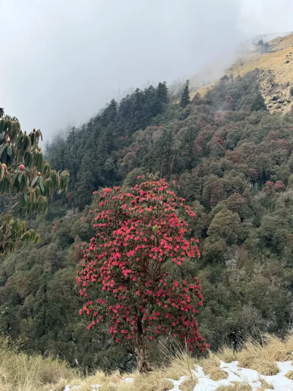 Muldi View Point, Dobato: Autumn Beginner